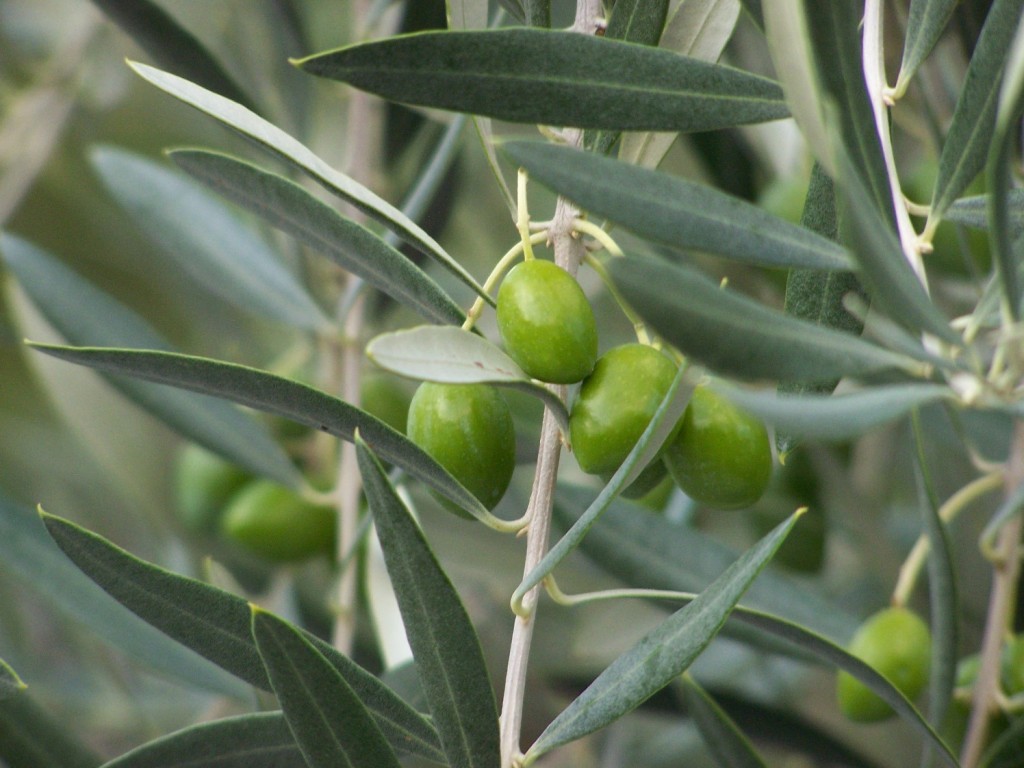 Olives_Melo_PT